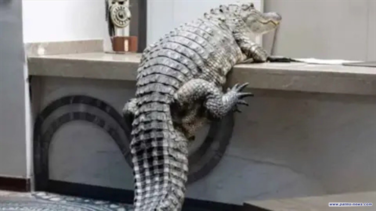 تمساح جائع يقتحم فندقاً بحثاً عن "بوفيه" العشاء