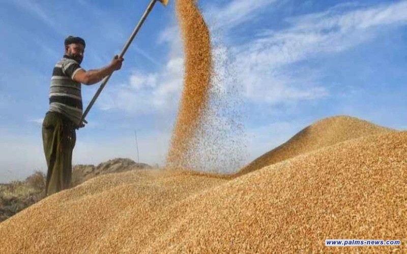 التجارة: كميات الحنطة المستلمة وصلت إلى أكثر من مليوني طن حتى الآن
