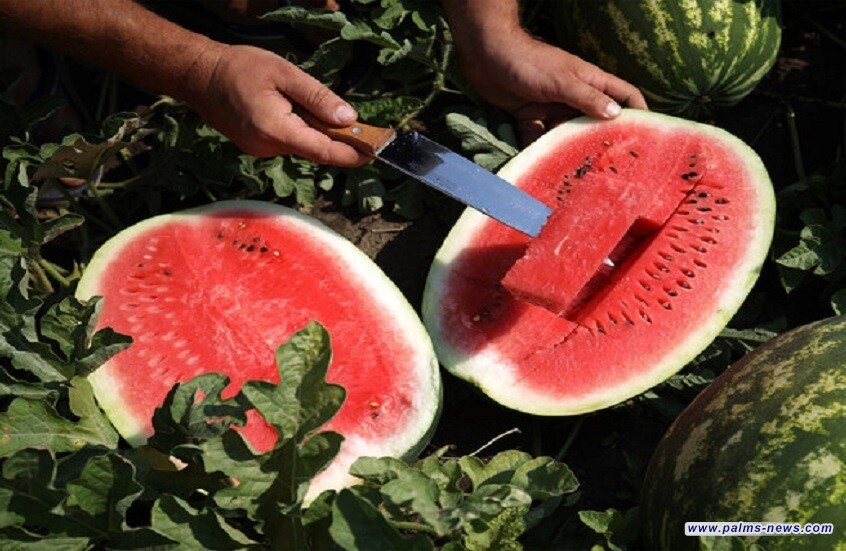 البطيخ الأحمر (الرقي) ليس آمنا للجميع.. أطباء يكشفون من يجب أن يتجنبه