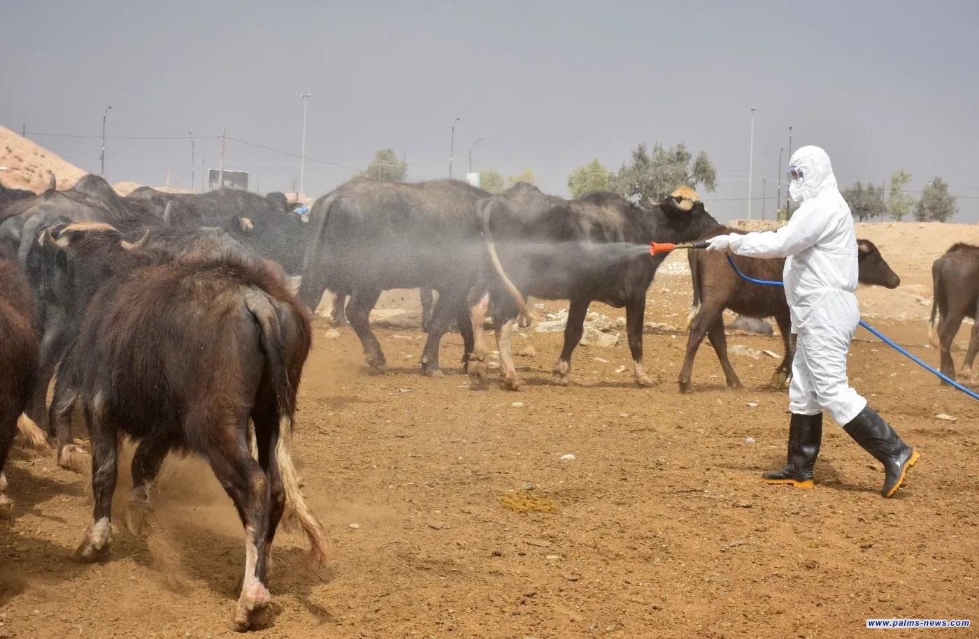 الزراعة تعلن تنفيذ حملات خريفية لمكافحة الحمى النزفية في العراق