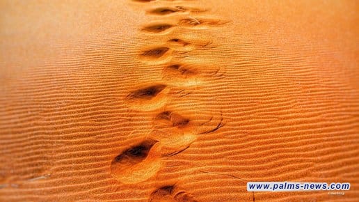 العثور على جثة امرأة "خليجية" في صحراء سعودية