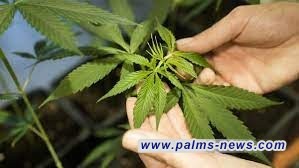 ألمانيا تقر قانونا يضفي الشرعية لزراعة واستخدام الحشيش