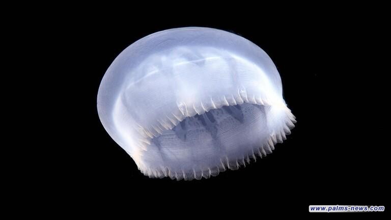 جامعة تورونتو الكندية تكتشف قنديل بحر متحجراً عمره نصف مليار عام