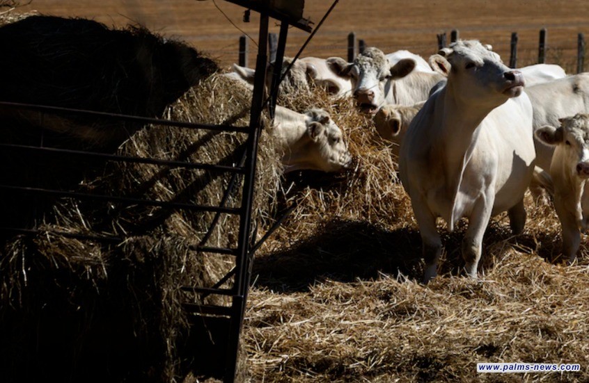 الزراعة العراقية تنفي استيراد "التبن" بقيمة 1.3 مليار دولار