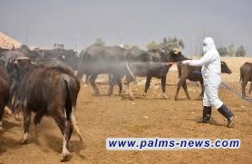 مع تصاعد الإصابات.. الزراعة تُشدد إجراءاتها ضد "الحمى النزفية" قبيل العيد