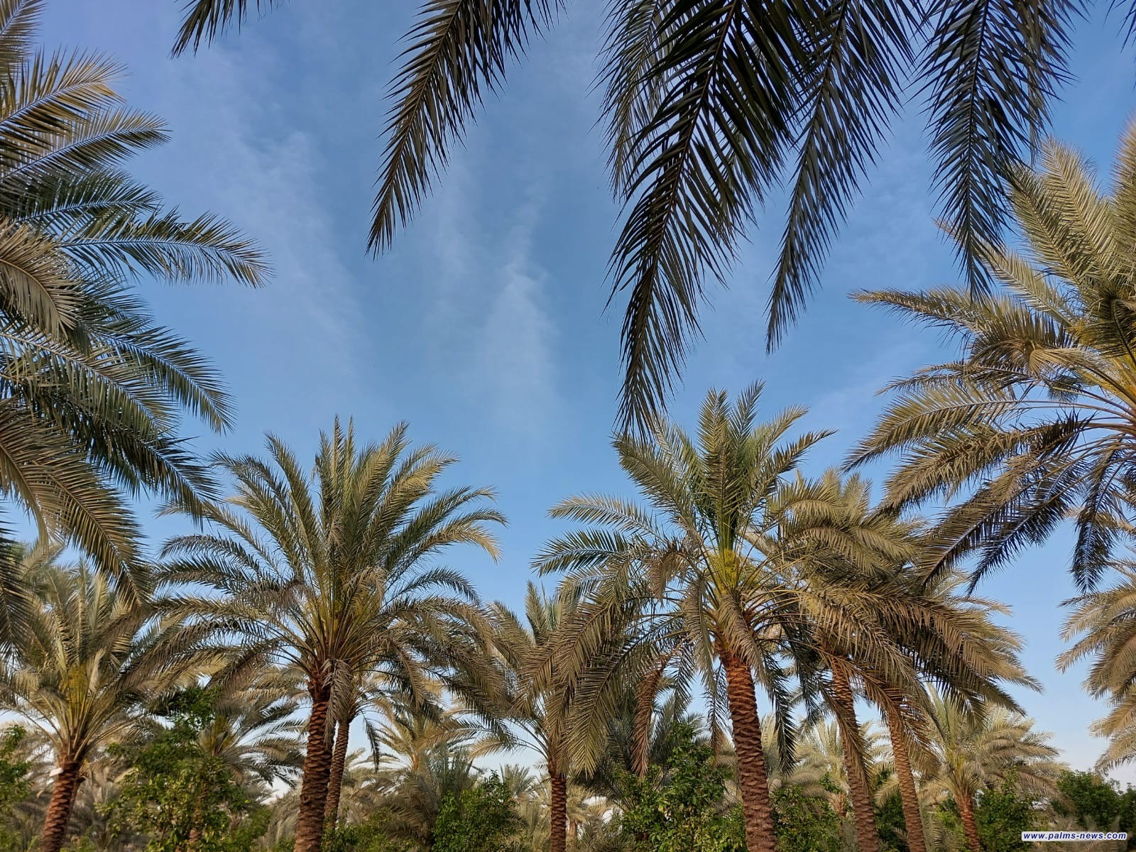 العراق يعلن عن تحقيق الاكتفاء الذاتي من التمور