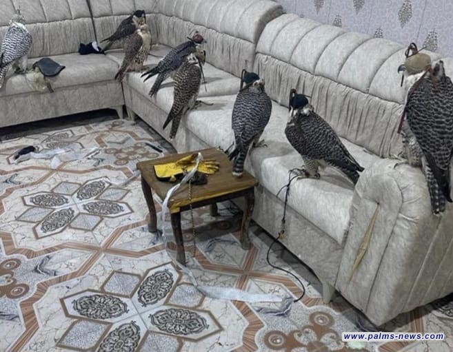 السلطات العراقية تضبط 8 صقور معدة للتهريب إلى الكويت