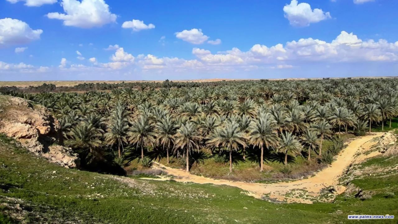 زراعة الأنبار تباشر بوضع خطوط الحزام الأخضر والواحات