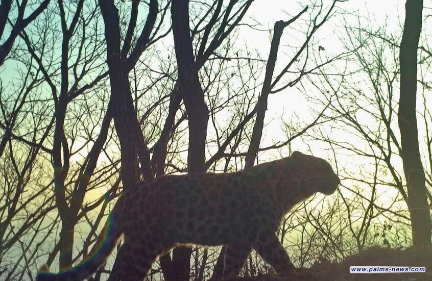 محميات "أرض النمر" الروسية تكشف عن حالة النمر النادر الذي كان البابا فرنسيس "وصيا" عليه