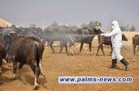 وزارة الزراعة تشدد إجراءاتها الرقابية للحد من انتشار مرض الحمى النزفية