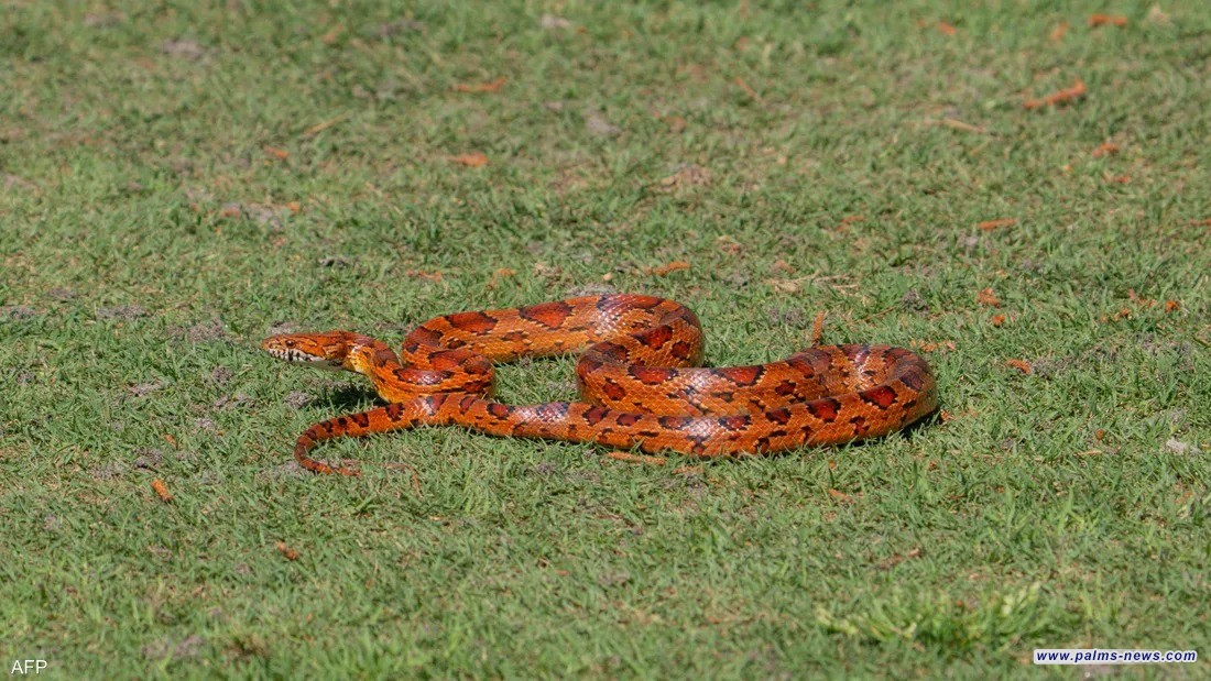 ثعبان ميت يسمم 100 تلميذ في الهند.. ما القصة؟