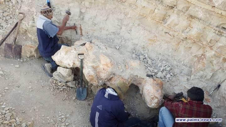 اكتشاف حوت في بيرو يُبلغ عمره 38 إلى 40 مليون عام