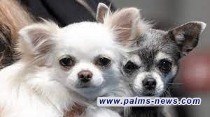 في الأردن .. مرض خطير قد يؤدي للوفاة، تنقله الكلاب والقطط الأليفة