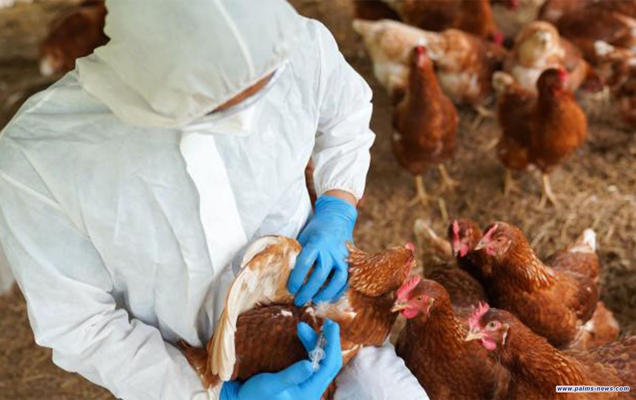 تسجيل  أول حالة وفاة بشرية بمرض أنفلونزا الطيور في الصين