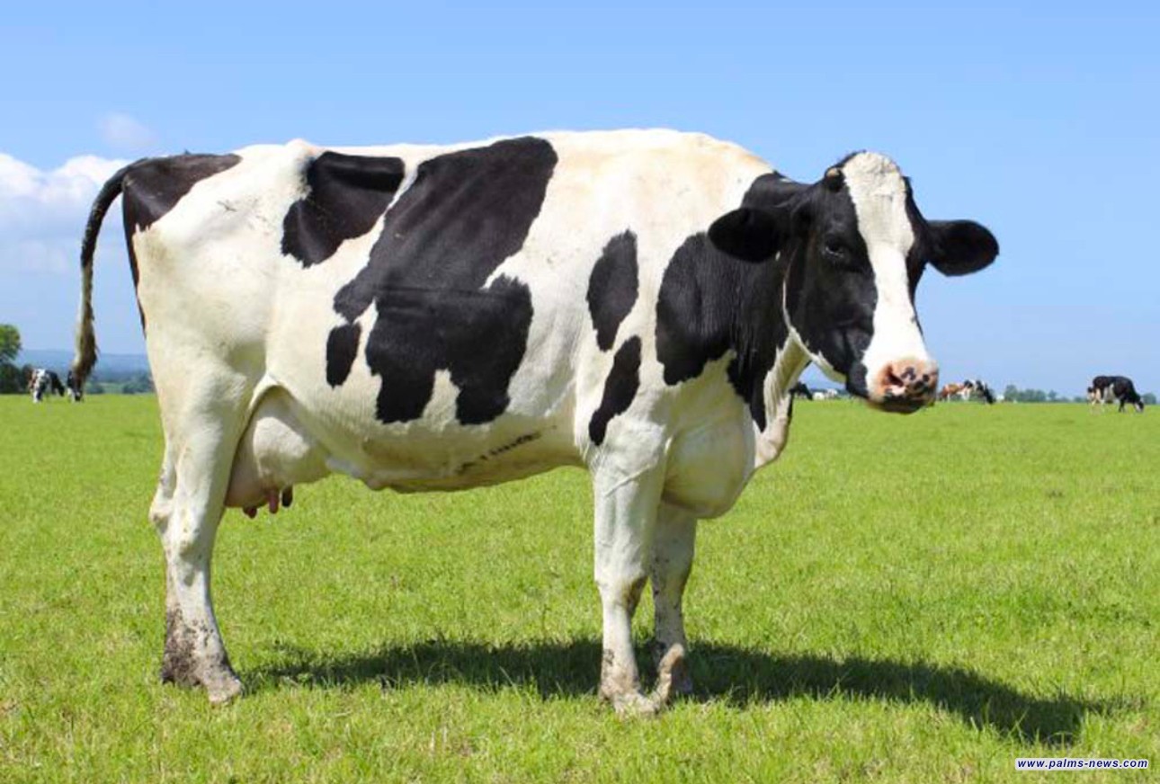 الزراعة: عدد الإصابات بالحمى القلاعية وصل إلى 3 آلاف رأس من الماشية