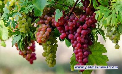 العراق الثالث عربياً في إنتاج العنب