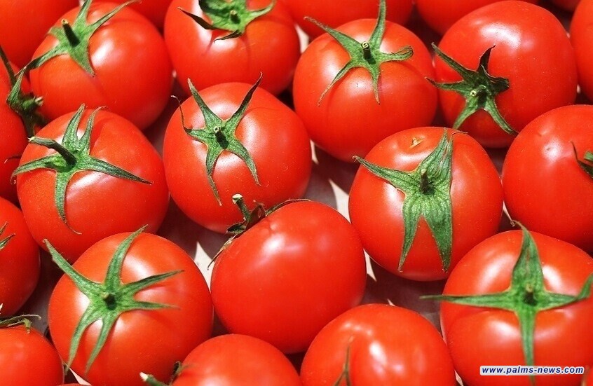 سر غذائي في الطماطم المطبوخة