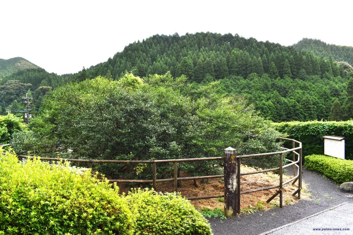 التجارة ترفع دعوى قضائية ضد شركة عاملة بمزارع للشاي في فيتنام يمتلك العراق حصة منها