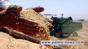 التجارة تعلن تسويق مليون و300 ألف طن من الحنطة