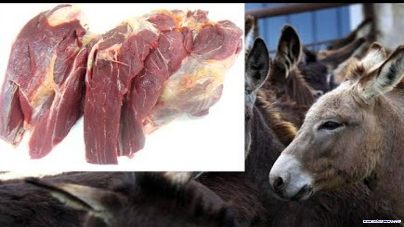 لقد ذبحوا الحمير لتجهيز مطاعم الحلة: تفاصيل أكثر تكشفها شرطة بابل