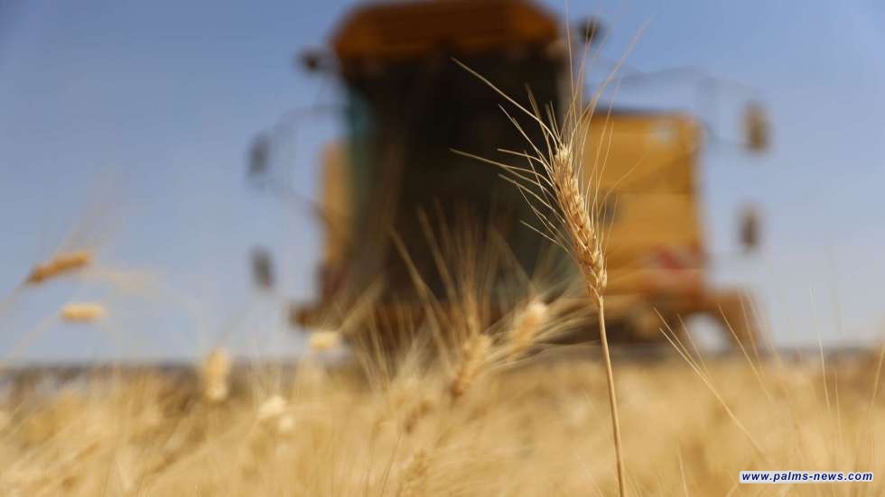 بسبب الجفاف... سوريا تستنجد بجيرانها لإنقاذ "رغيف الخبز"