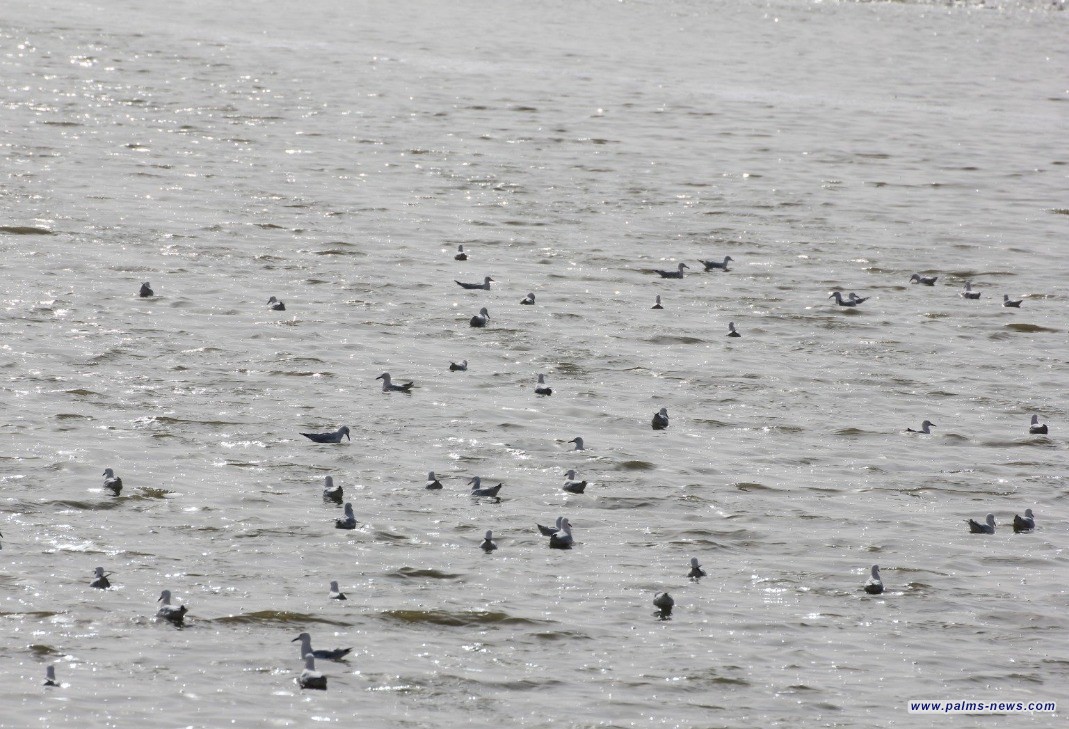 عودة الحياة الى بحر النجف ورصد أنواع من الطيور المستوطنة والمهاجرة