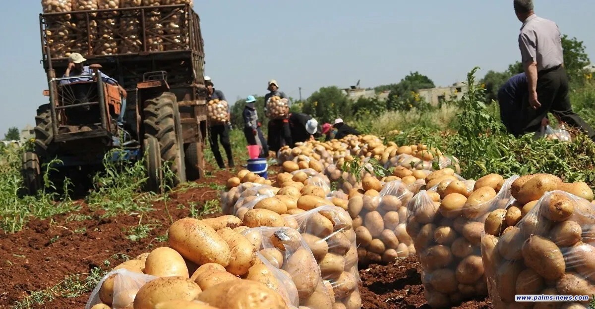 بينها العراق.. سوريا تتطلع لدول المنطقة وتنسيق حقيقي لتعزيز الأمن الغذائي