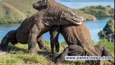 ظهور اثنين من تنين الكومودو على طريق رئيسي في مصر