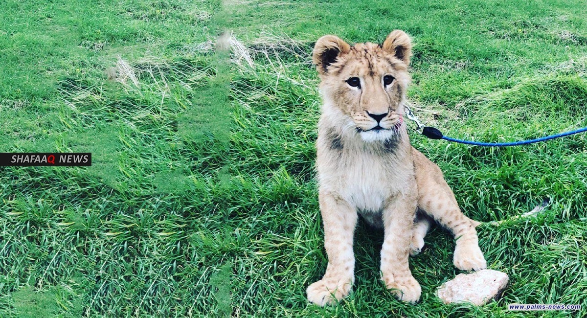 أسد يفترس مربيه في النجف