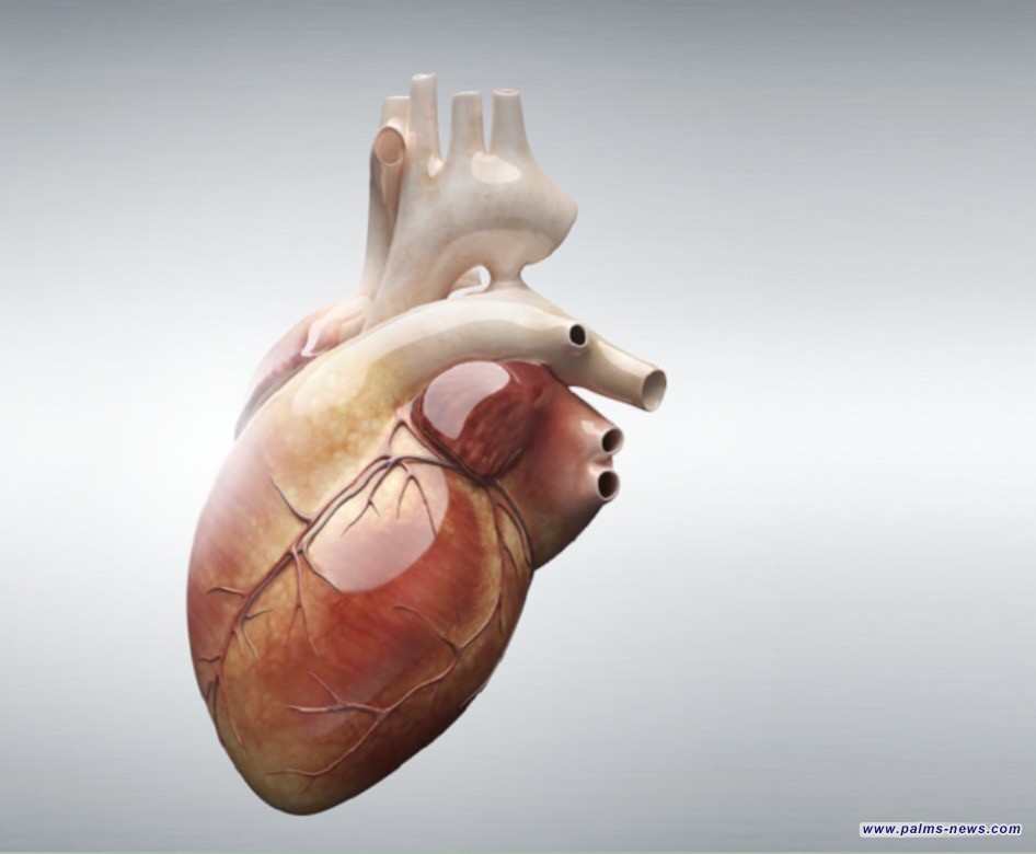 ثورة طبية.. ابتكار أصغر جهاز لتنظيم ضربات القلب في العالم