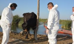 ذي قار تنفي تسجيل إصابات بالحمى القلاعية في اهوار الجبايش