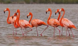 البيئة: انخفاض الصيد الجائر وحماية الطيور النادرة مستمرة