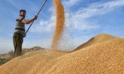 التجارة: كميات الحنطة المستلمة وصلت إلى أكثر من مليوني طن حتى الآن