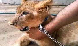 وزارة البيئة تنذر حائزي الحيوانات المفترسة: 10 أيام للتسليم قبل المصادرة