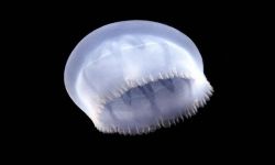 جامعة تورونتو الكندية تكتشف قنديل بحر متحجراً عمره نصف مليار عام