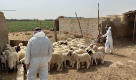 دمشق تنفي تفشي "الحمى القلاعية" وتدعو بغداد لمراجعة حظر استيراد المواشي