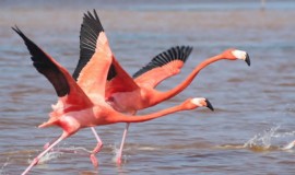 مرصد العراق الأخضر: الصيد الجائر أودى بحياة ألف طائر مهاجر خلال كانون الأول