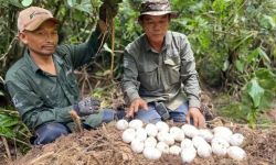 العثور على تماسيح أوشكت على الانقراض في كمبوديا