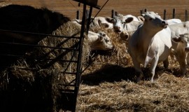 الزراعة العراقية تنفي استيراد "التبن" بقيمة 1.3 مليار دولار