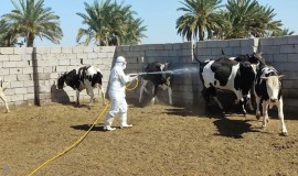 الزراعة تعلن تقنية حديثة تستهدف الناقل الرئيس لمرض الحمى النزفية