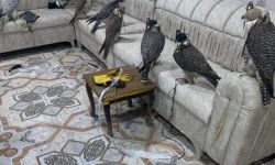 السلطات العراقية تضبط 8 صقور معدة للتهريب إلى الكويت