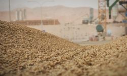 العراق يقررُ بيع 49 مليون كغم من الحنطة التالفة في مزاد علني