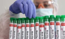 الإعلان عن أول ضحايا متحور إنفلونزا الطيور