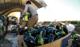 الزراعة: إجراءات لتنظيم الاستيراد وحماية المنتج المحلي