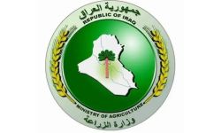 الزراعة العراقية توافق على استيراد الأبقار والأغنام للسيطرة على أسعار اللحوم