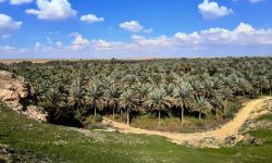 زراعة الأنبار تباشر بوضع خطوط الحزام الأخضر والواحات