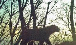 محميات "أرض النمر" الروسية تكشف عن حالة النمر النادر الذي كان البابا فرنسيس "وصيا" عليه