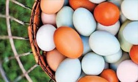 الزراعة تكشف الفرق بين البيض "الأبيض" عن "الأحمر"