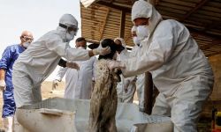 ارتفاع وفيات وإصابات الحمى النزفية بالعراق إلى 139 حالة خلال 2023