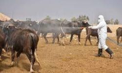 وزارة الزراعة تشدد إجراءاتها الرقابية للحد من انتشار مرض الحمى النزفية